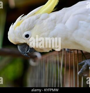 Schwefel-Crested cockatoo (Cacatua galerita), Platypus Bushcamp, Finch Hatton Gorge, Queensland, Australien Stockfoto