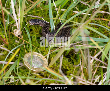 Neugeborene Kreuzotter Vipera berus im Gras Northern England Großbritannien mit einer Münze zum Größenvergleich Stockfoto