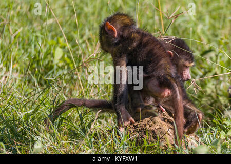 Cute Pavian Babys spielen in Gras, Familie von mokeys, Oktober 2017 Nakuru, Kenia, Afrika Stockfoto