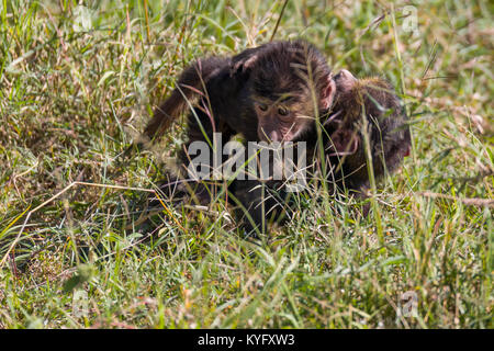 Cute Pavian Babys spielen in Gras, Familie von mokeys, Oktober 2017 Nakuru, Kenia, Afrika Stockfoto