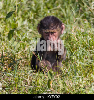 Cute Baby Pavian sitzen im Gras, Familie von mokeys spielt, Oktober 2017 Nakuru, Kenia, Afrika Stockfoto