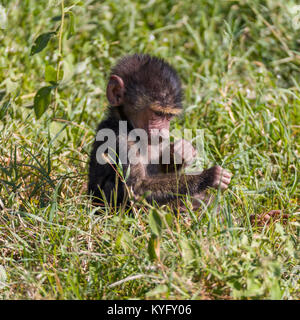 Cute Baby Pavian sitzen im Gras, Familie von mokeys spielt, Oktober 2017 Nakuru, Kenia, Afrika Stockfoto