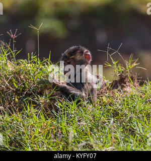 Cute Baby Pavian sitzen im Gras, Familie von mokeys spielt, Oktober 2017 Nakuru, Kenia, Afrika Stockfoto