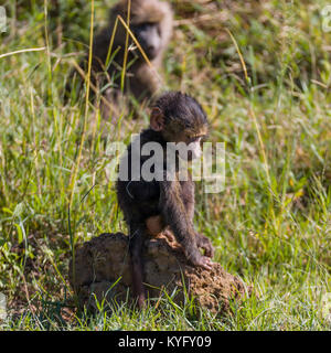 Cute Baby baboon sitzt auf einem Felsen, einer Familie von mokeys spielt, Oktober 2017 Nakuru, Kenia, Afrika Stockfoto