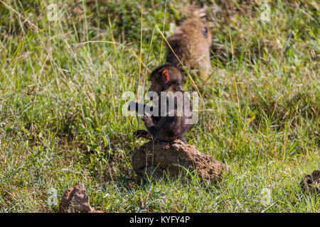 Cute Baby baboon sitzt auf einem Felsen, einer Familie von mokeys spielt, Oktober 2017 Nakuru, Kenia, Afrika Stockfoto