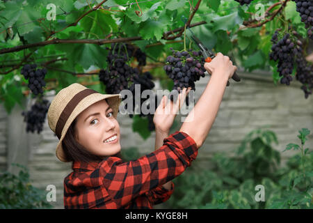 Frau Gärtner grape Picking Stockfoto