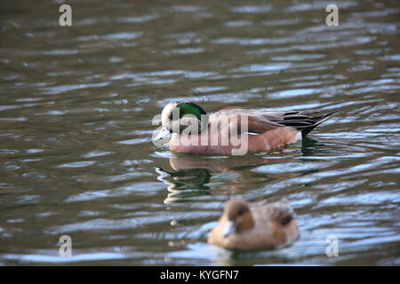 Amerikanische Pfeifente (Anas americana) männlich in Japan Stockfoto