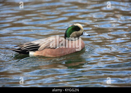 Amerikanische Pfeifente (Anas americana) männlich in Japan Stockfoto