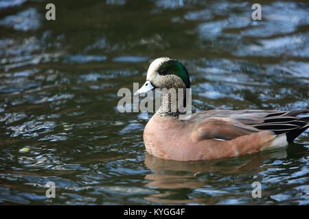 Amerikanische Pfeifente (Anas americana) männlich in Japan Stockfoto