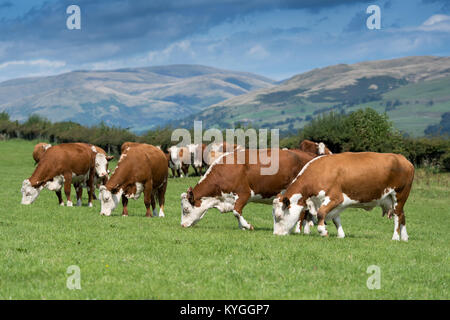 Herde von Hereford Rind in der englischen Landschaft, Cumbria, Großbritannien. Stockfoto