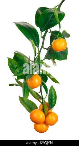 Mandarinen auf Zweig isoliert auf weißem Stockfoto