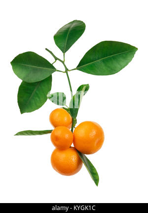 Mandarinen auf Zweig isoliert auf weißem Stockfoto