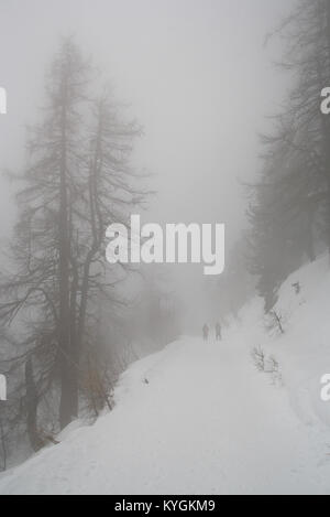 Neblige Landschaft im Wald Stockfoto