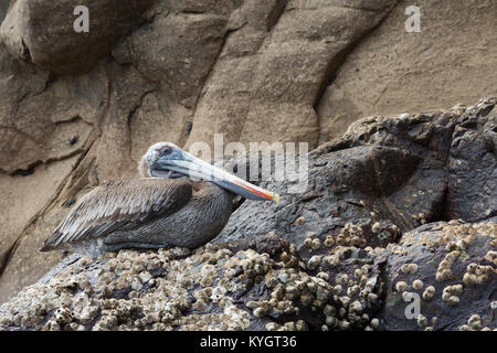 Braunpelikan (Pelecanus occidentalis, Erwachsene), San Cristobal Island, Galapagos, Ecuador Südamerika Stockfoto