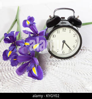 Violett Iris xiphium (bauchiger Iris pumila) mit Uhr auf weißem Hintergrund mit Platz für Text. Ansicht von oben, flach. Urlaub Grußkarte für Valentin Stockfoto