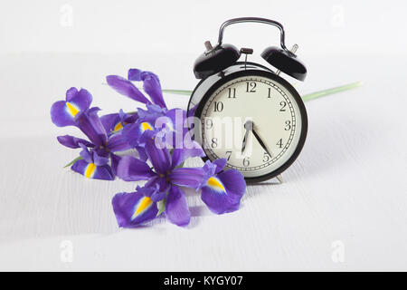 Violett Iris xiphium (bauchiger Iris pumila) mit Uhr auf weißem Hintergrund mit Platz für Text. Ansicht von oben, flach. Urlaub Grußkarte für Valentin Stockfoto