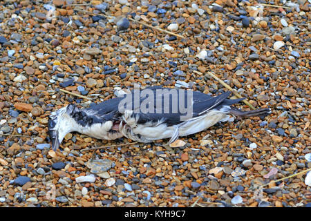 Tot Guillemot auf einem Kieselstrand in North Norfolk UK Stockfoto