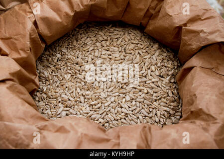 Sonnenblumen Samen. Frische organische geschälte Sonnenblumenkerne in einem Sack für die Lagerung. Sonnenblumenöl. Stockfoto