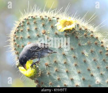 Eine weibliche Cactus Finch (Geospiza scandens) Fütterung auf eine Opuntia oder Feigenkaktus (Opuntia megasperma) Blüte. Puerto Ayora, Santa Cruz, Galapagos, Ecua Stockfoto