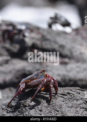 Einem blauen unreifen Sally Lightfoot Crab (Grapsus grapsus) wird gegen die schwarzen Felsen getarnt, im Gegensatz zu dem hellen orange. Puerto Baq Stockfoto