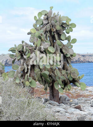 Pflanzen von Opuntia oder Feigenkaktus (Opuntia echios var. echios) wachsen in der ariden Zone der Isla Plaza Sur unter dornige Sträucher. Diese Opuntia ist endemisch t Stockfoto