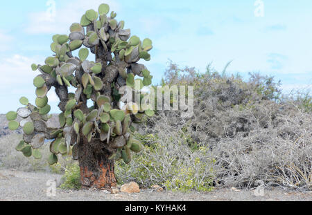 Pflanzen von Opuntia oder Feigenkaktus (Opuntia echios var. echios) wachsen in der ariden Zone der Isla Plaza Sur unter dornige Sträucher. Diese Opuntia ist endemisch t Stockfoto