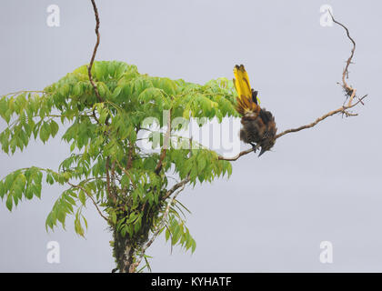 Ein männlicher Crested Oropendola (Psarocolius decumanus) zeigt in der Nähe einen Nistplatz im Napo Wildlife Center. Stockfoto