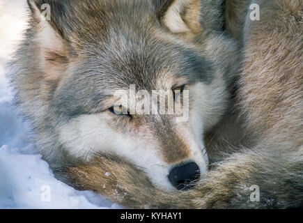 Grauer Wolf in Ruhestellung Stockfoto