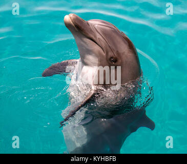 Flasche Nase Delphin Stockfoto