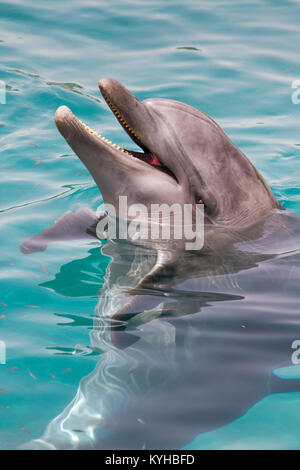 Flasche Nase Delphin Stockfoto