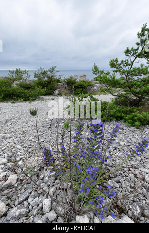 Lila Wildblumen auf einem felsigen Strand auf der schwedischen Insel Faro auf Ostsee Stockfoto