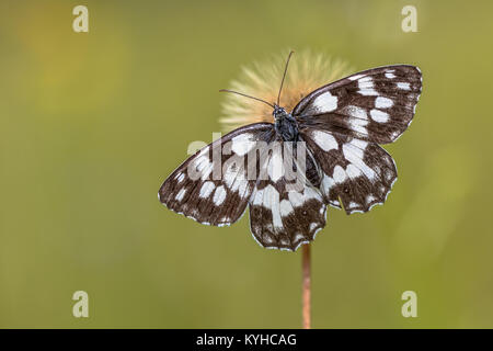 Schachbrettfalter (Melanargia galathea) Schmetterling auf Blüte mit grünem Hintergrund Stockfoto