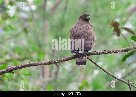 Braun Boobook (Ninox scutulata) auf dem Zweig in den Wäldern. Ansicht von hinten. Stockfoto