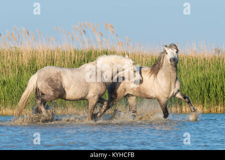 Camargue Pferde Sparring in der Nähe von Saintes Maries de la Mer, Frankreich. Anfang Mai, von Dominique Braud/Dembinsky Foto Assoc Stockfoto