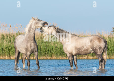 Camargue Pferde Sparring in der Nähe von Saintes Maries de la Mer, Frankreich. Anfang Mai, von Dominique Braud/Dembinsky Foto Assoc Stockfoto