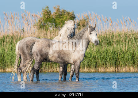 Camargue Pferde Sparring in der Nähe von Saintes Maries de la Mer, Frankreich. Anfang Mai, von Dominique Braud/Dembinsky Foto Assoc Stockfoto