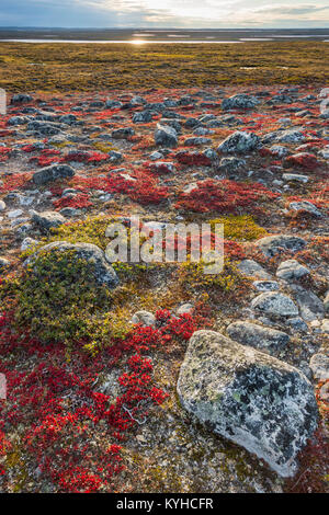 Tundra, Brentraube (Arctostaphylos uva-Ursi), Nunavik region, N. Quebec in der Nähe von ungava Bay, Kanada, September, von Dominique Braud/Dembinsky Foto Assoc Stockfoto