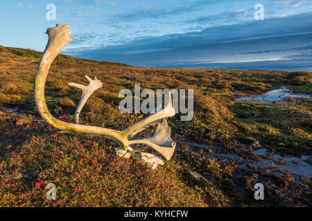 Caribou Geweih & Schädel, Fallen, L Kaslak, Nunavik Region, Quebec, Kanada, Sept, von Dominique Braud/Dembinsky Foto Assoc Stockfoto