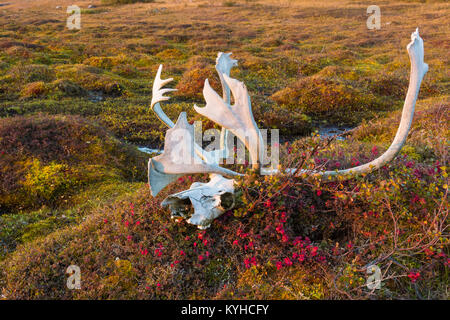 Caribou Geweih & Schädel, Fallen, L Kaslak, Nunavik Region, Quebec, Kanada, Sept, von Dominique Braud/Dembinsky Foto Assoc Stockfoto