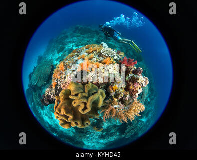 A Circular Fisheye Foto eines Scuba Diver swimming um ein Korallenriff bommie mit Schwämmen und Weichkorallen in Raja Ampat Inseln, Indonesien. Stockfoto