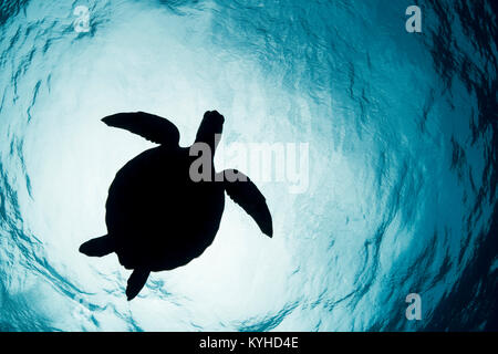 Silhouette einer grüne Schildkröte in der Nähe der Meeresoberfläche in Sipadan Island, Sabah, Borneo, Malaysia. Stockfoto