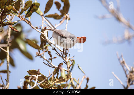 Grau catbird Dumetella carolinensis Sitzstangen auf einem Baum in Neapel, Florida im Winter. Stockfoto