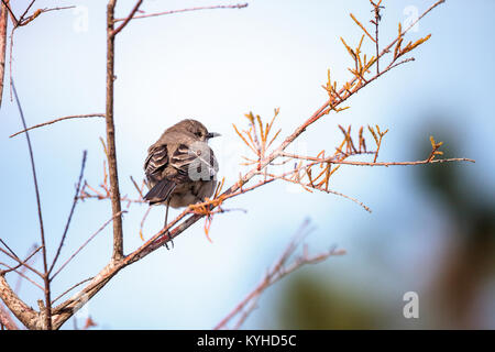 Weibliche pine warbler Vogel Dendroica pinus mit grauen und braunen Federn Sitzstangen auf einem Ast in Naples, Florida. Stockfoto
