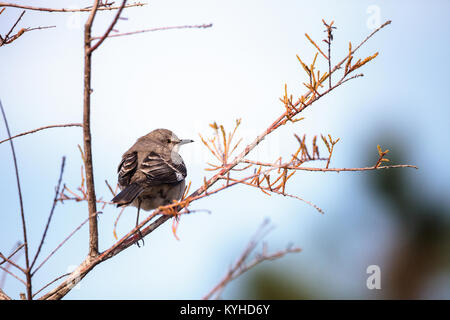 Weibliche pine warbler Vogel Dendroica pinus mit grauen und braunen Federn Sitzstangen auf einem Ast in Naples, Florida. Stockfoto