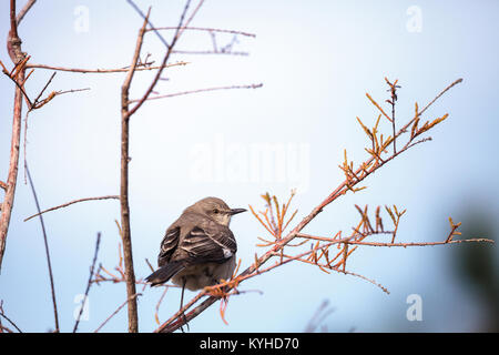 Weibliche pine warbler Vogel Dendroica pinus mit grauen und braunen Federn Sitzstangen auf einem Ast in Naples, Florida. Stockfoto