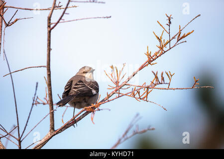 Weibliche pine warbler Vogel Dendroica pinus mit grauen und braunen Federn Sitzstangen auf einem Ast in Naples, Florida. Stockfoto