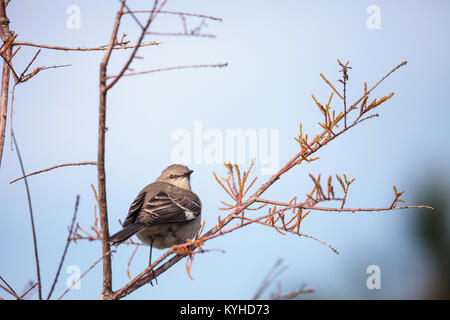 Weibliche pine warbler Vogel Dendroica pinus mit grauen und braunen Federn Sitzstangen auf einem Ast in Naples, Florida. Stockfoto