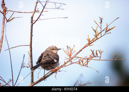 Weibliche pine warbler Vogel Dendroica pinus mit grauen und braunen Federn Sitzstangen auf einem Ast in Naples, Florida. Stockfoto