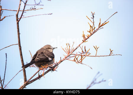 Weibliche pine warbler Vogel Dendroica pinus mit grauen und braunen Federn Sitzstangen auf einem Ast in Naples, Florida. Stockfoto
