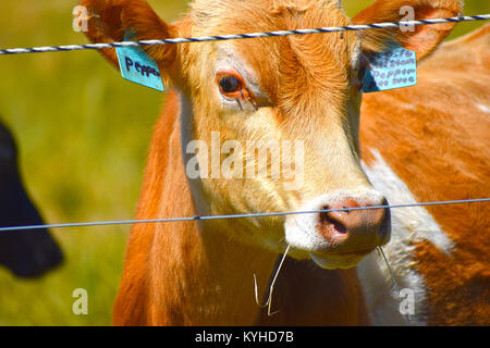 Pfeffer die Preisgekrönte Kuh mit Gras in den Mund und ein paar Fliegen auf ihrem Gesicht. Stockfoto